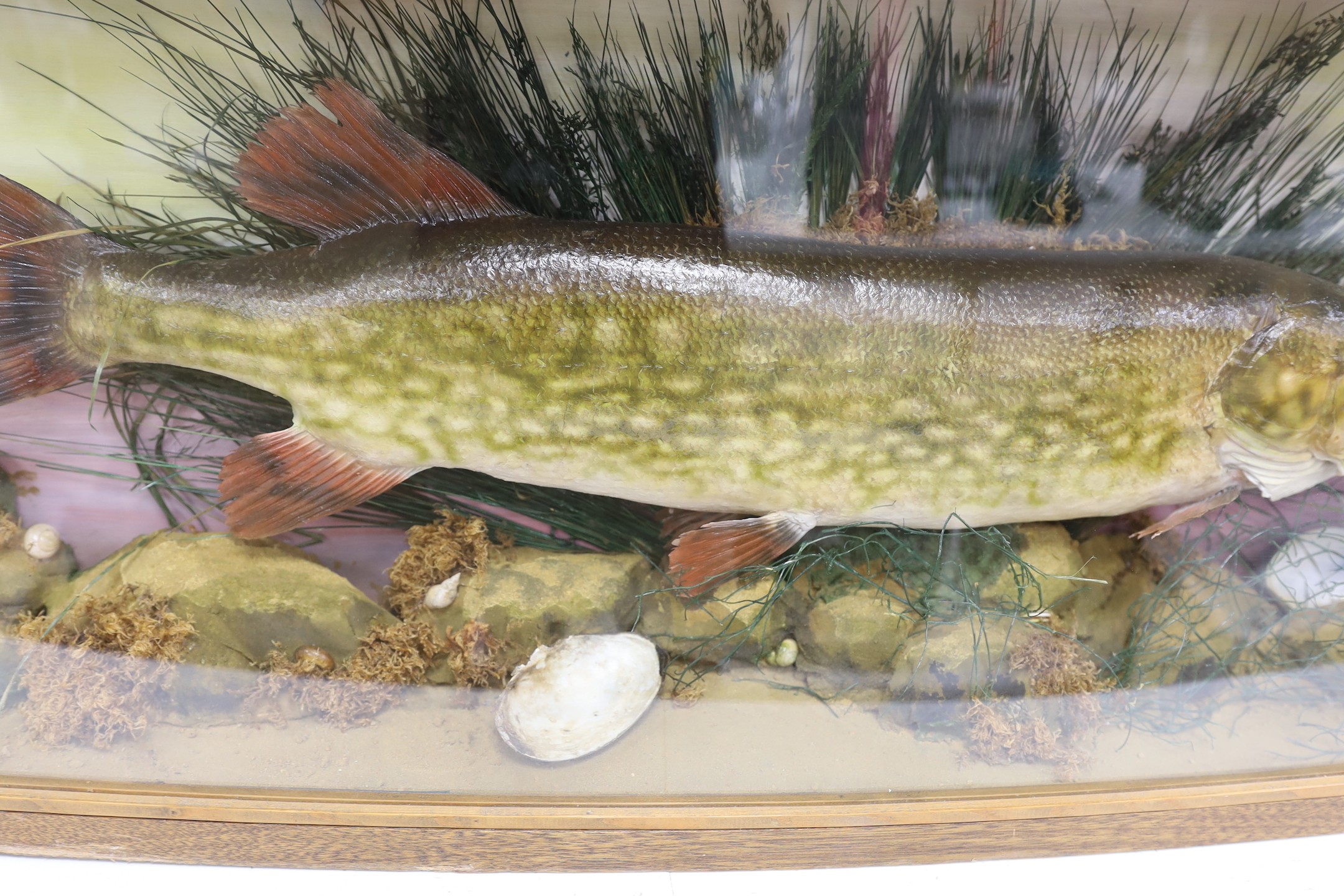 A large cased taxidermic pike, 107 cm wide x 40.5 high.